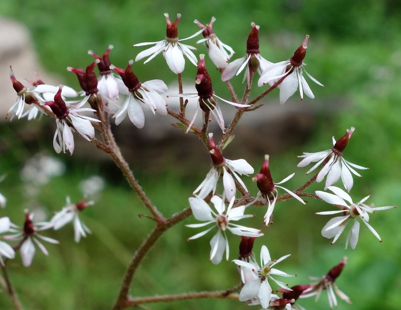 Heartleaf Saxifrage photo 6