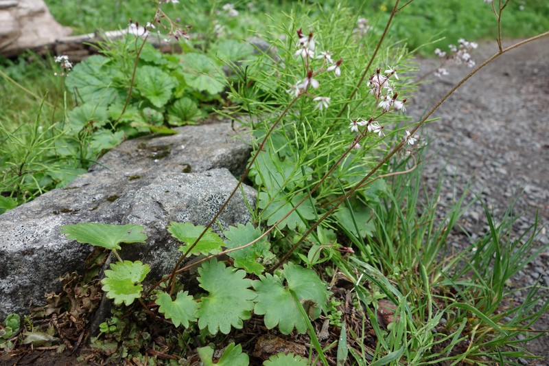 Heartleaf Saxifrage photo 7
