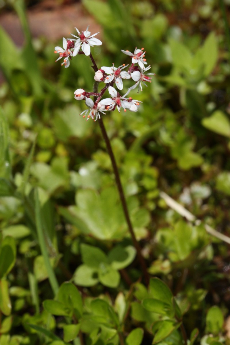 Heartleaf Saxifrage photo 2