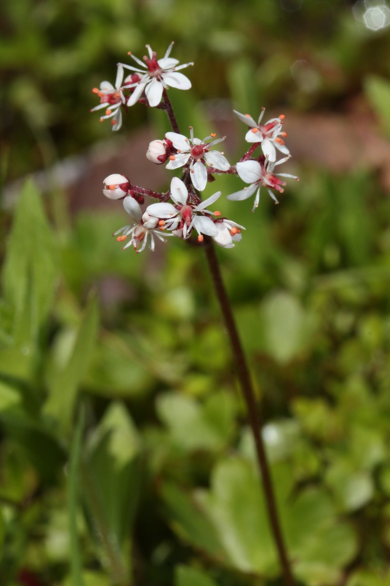 Heartleaf Saxifrage photo 3
