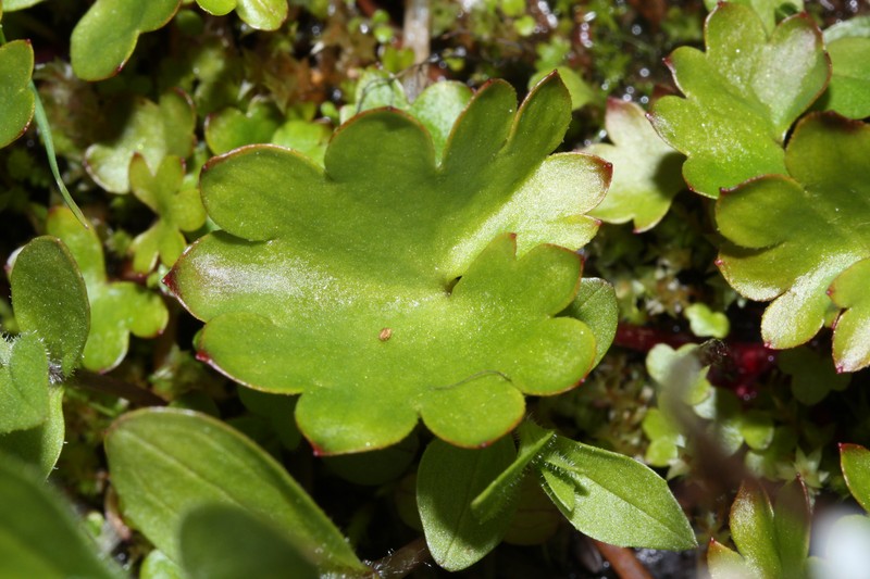 Heartleaf Saxifrage photo 4