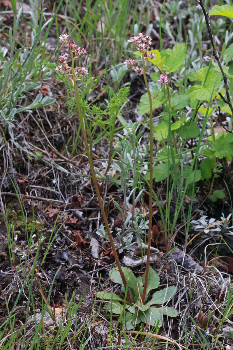 Peak Saxifrage photo 2