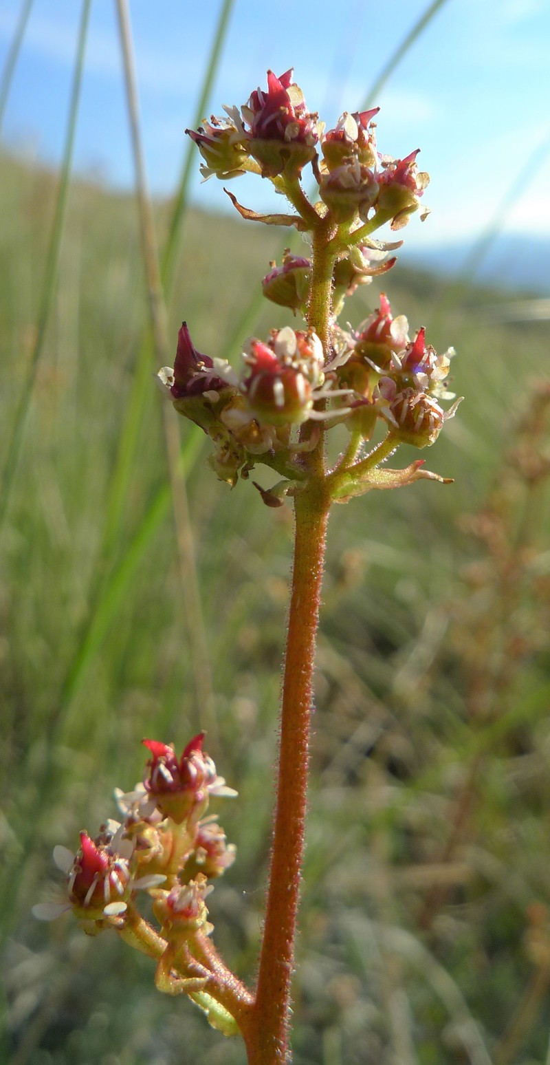 Peak Saxifrage photo 3
