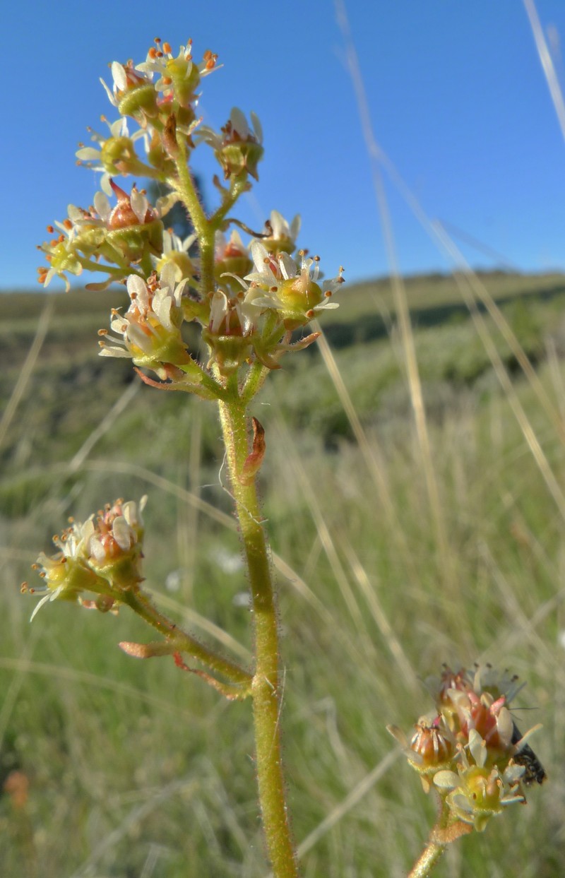 Peak Saxifrage photo 4