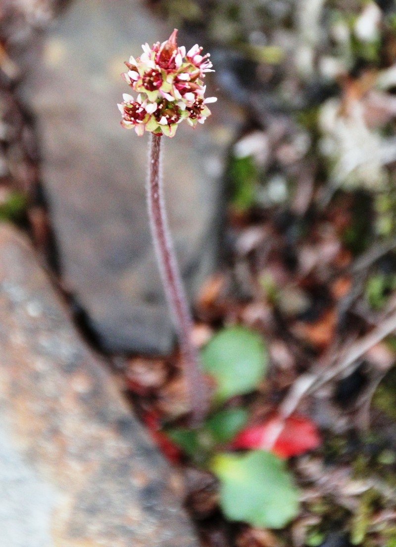 Alpine Saxifrage photo 3