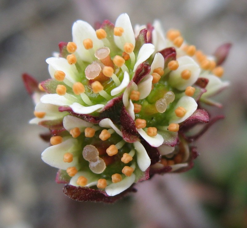Alpine Saxifrage photo 2