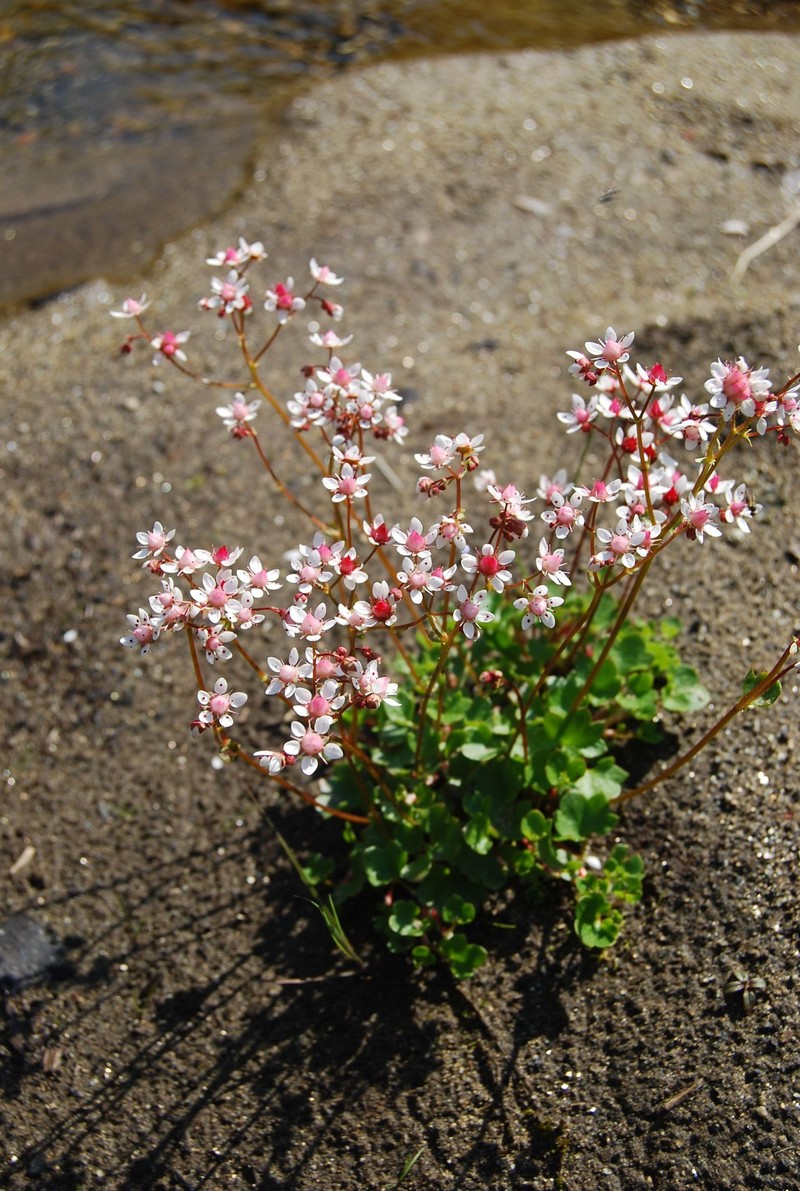 Nakedstem Saxifrage