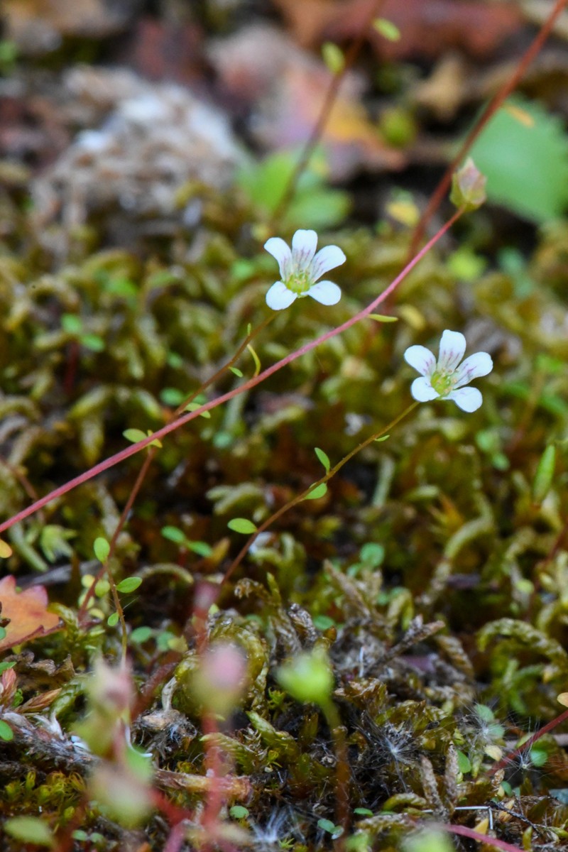 Nuttall's Saxifrage