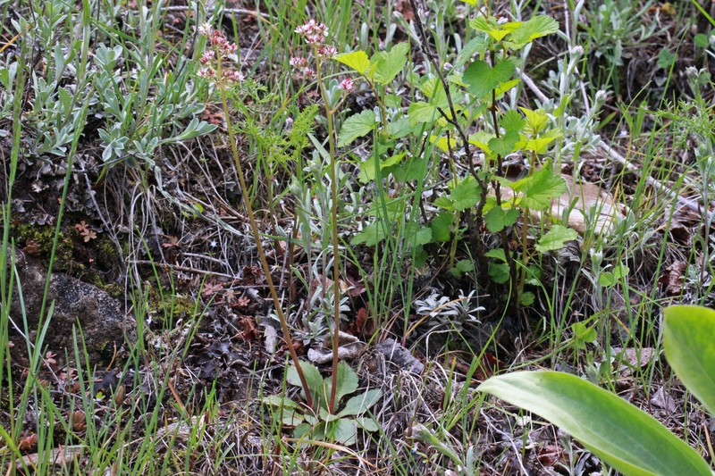 Alberta Saxifrage photo 2