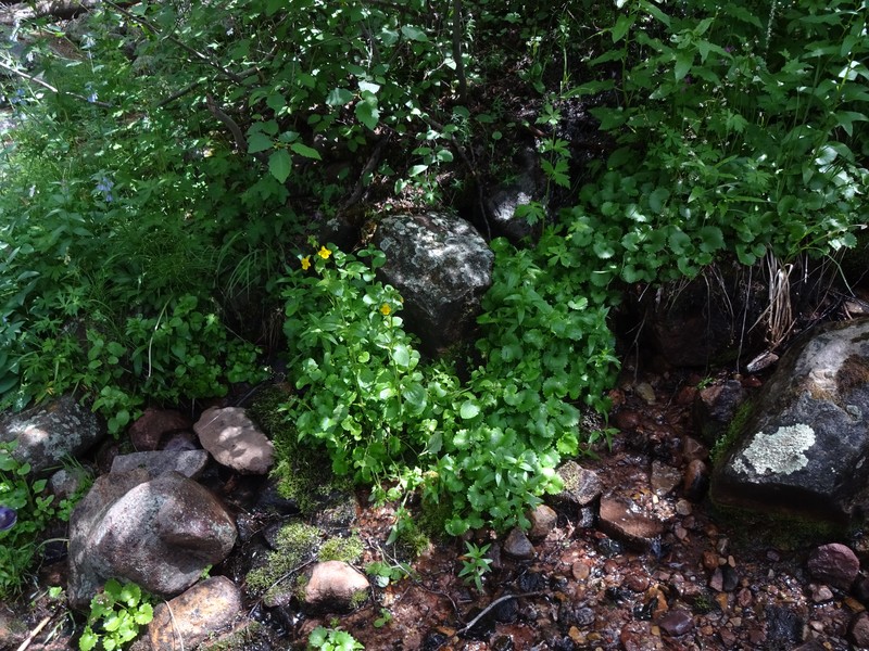Brook Saxifrage photo 4