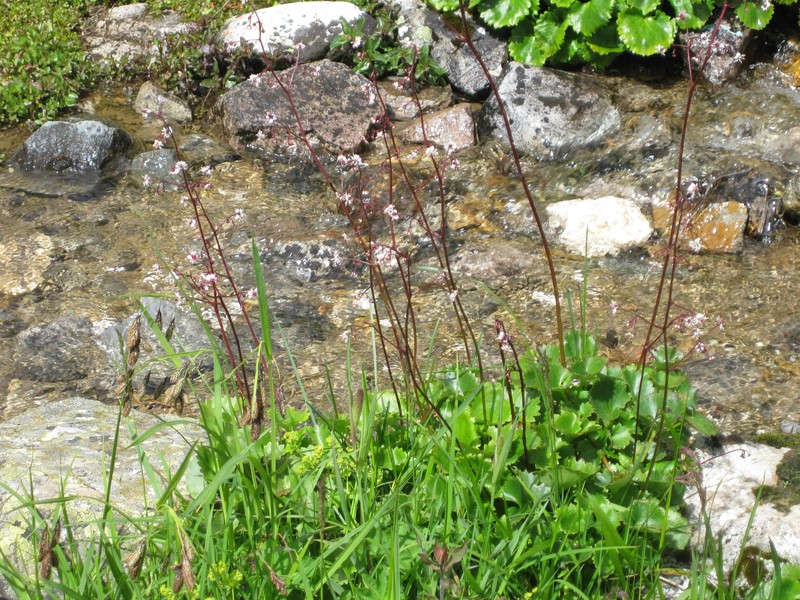 Brook Saxifrage photo 2