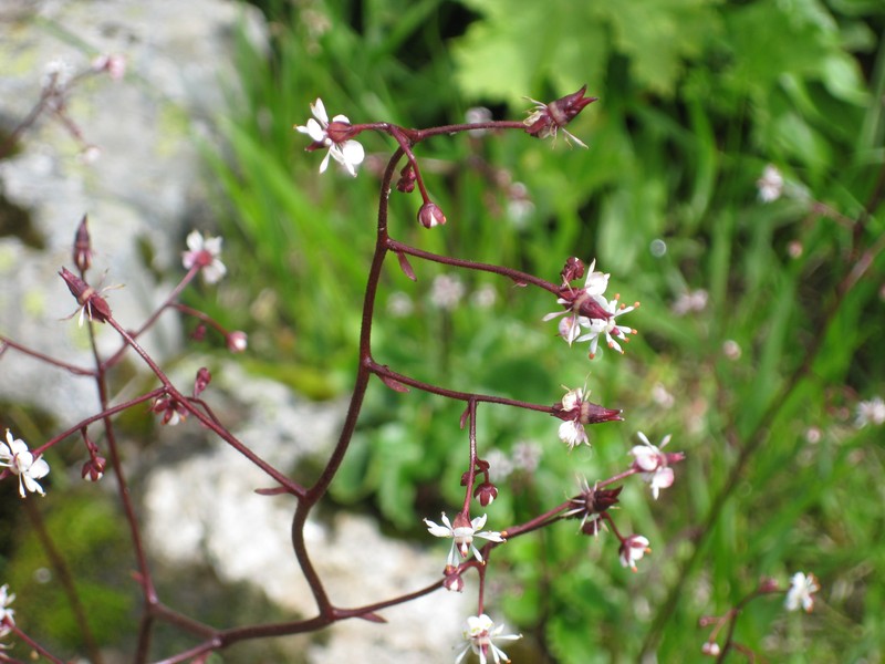 Brook Saxifrage photo 3