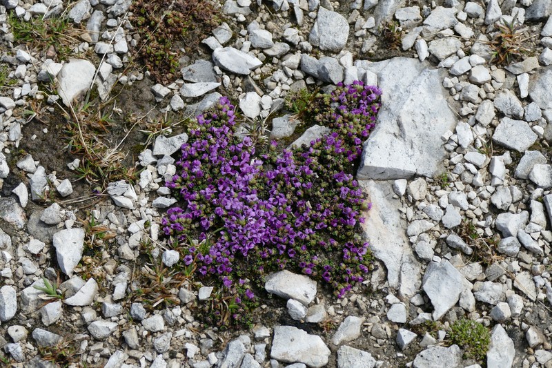 Purple Mountain Saxifrage photo 5