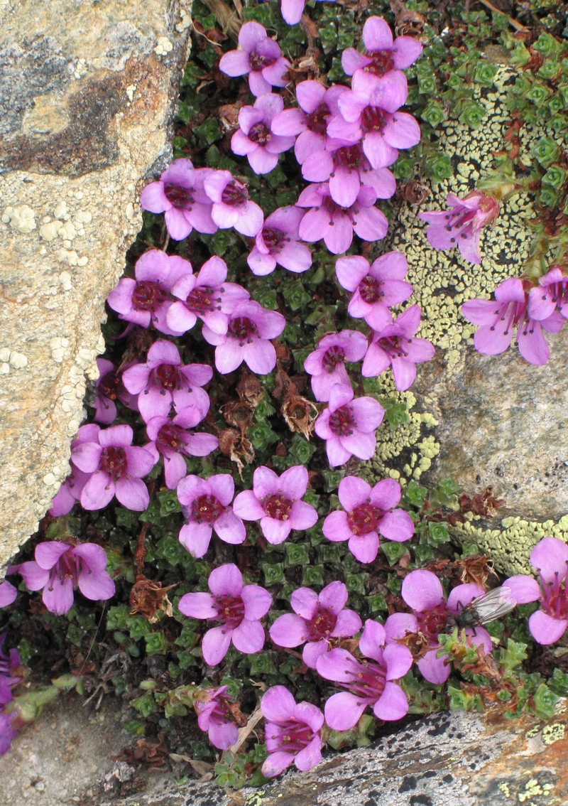 Purple Mountain Saxifrage photo 2
