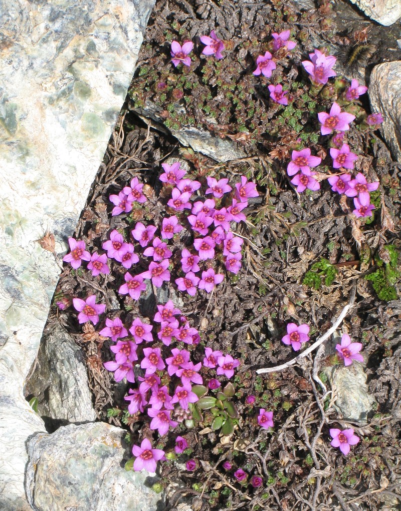 Purple Mountain Saxifrage photo 3