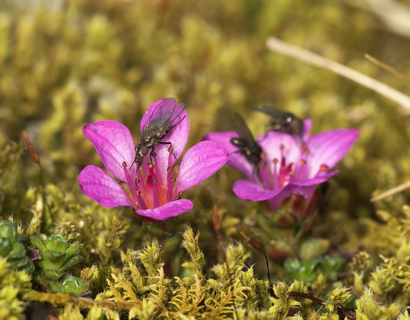 Purple Mountain Saxifrage photo 4