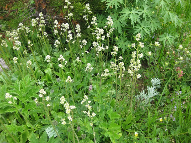 Oregon Saxifrage photo 3