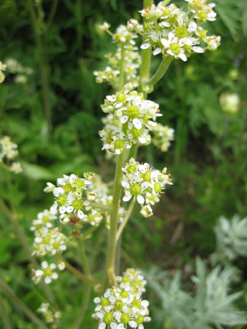 Oregon Saxifrage photo 4