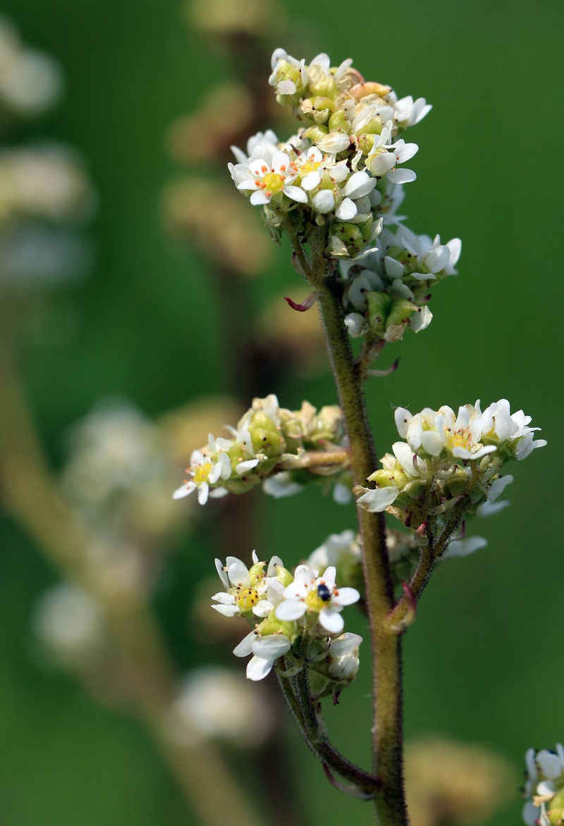 Oregon Saxifrage photo 2
