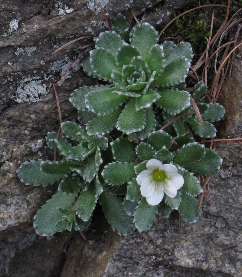 White Mountain Saxifrage photo 4