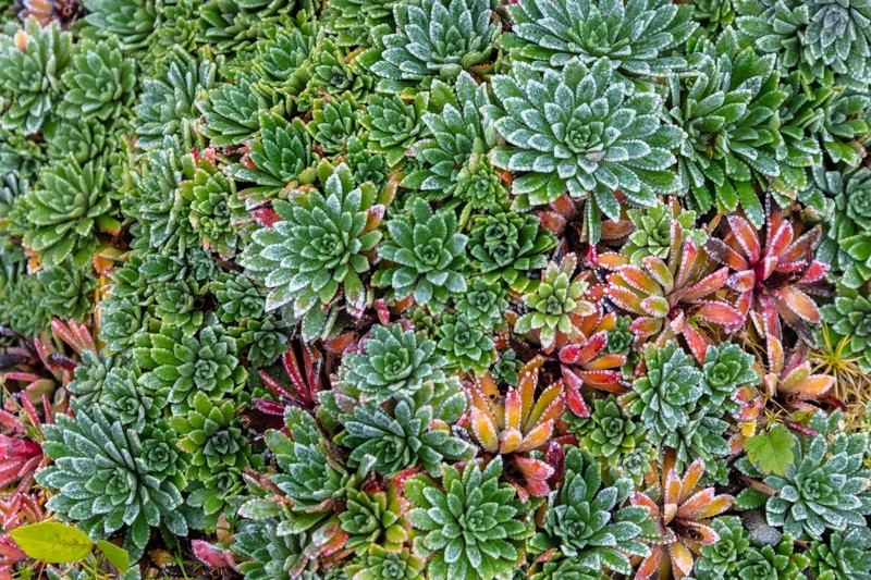 White Mountain Saxifrage photo 2
