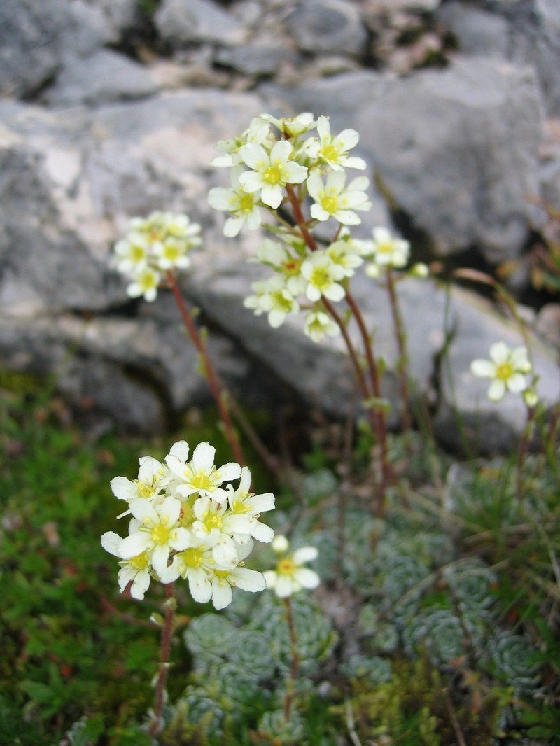 White Mountain Saxifrage
