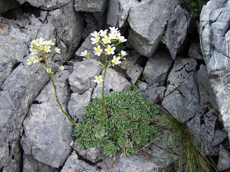 White Mountain Saxifrage photo 3