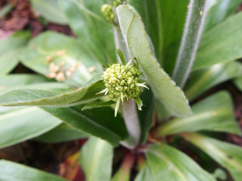 Eastern Swamp Saxifrage photo 2