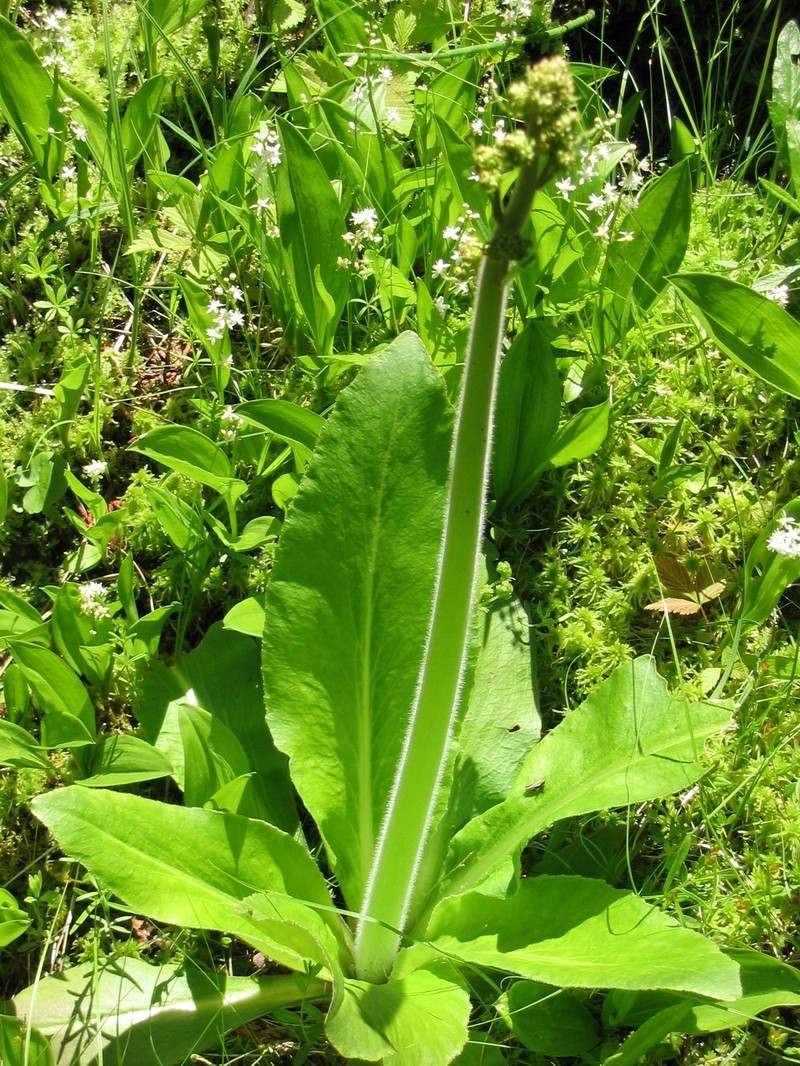 Eastern Swamp Saxifrage photo 3
