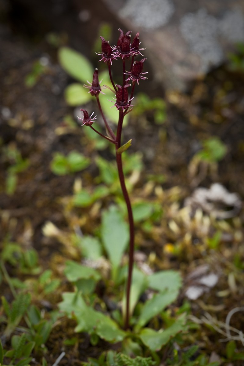 Alaska Saxifrage