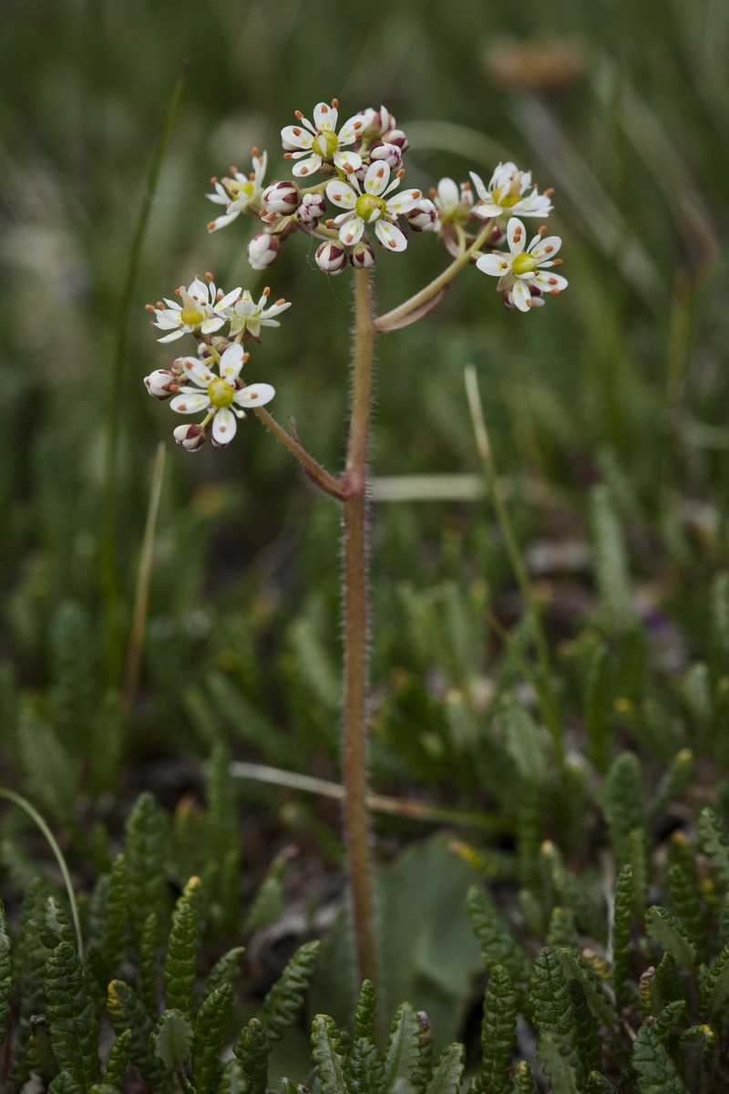 Reflexed Saxifrage