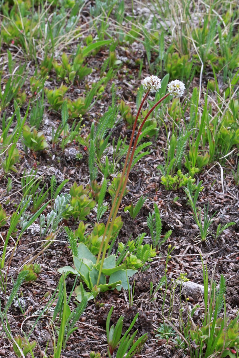 Diamondleaf Saxifrage photo 2