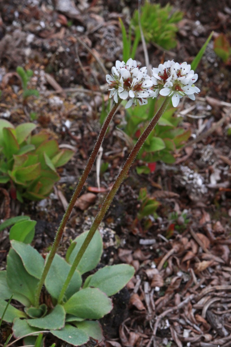 Diamondleaf Saxifrage photo 3
