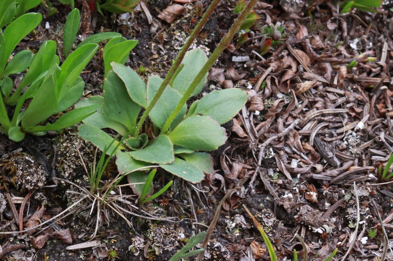 Diamondleaf Saxifrage photo 4