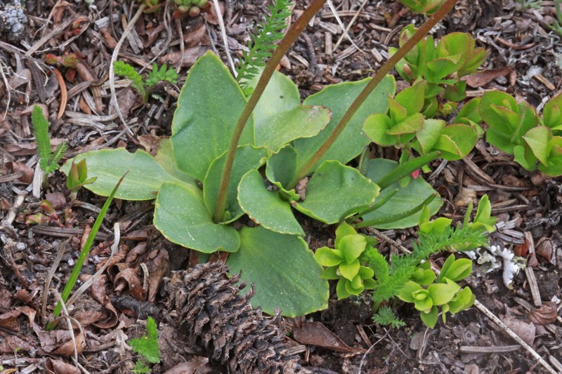 Diamondleaf Saxifrage photo 5
