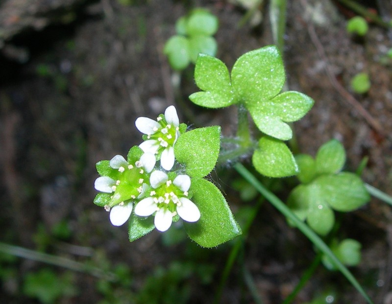 Weak Saxifrage photo 2