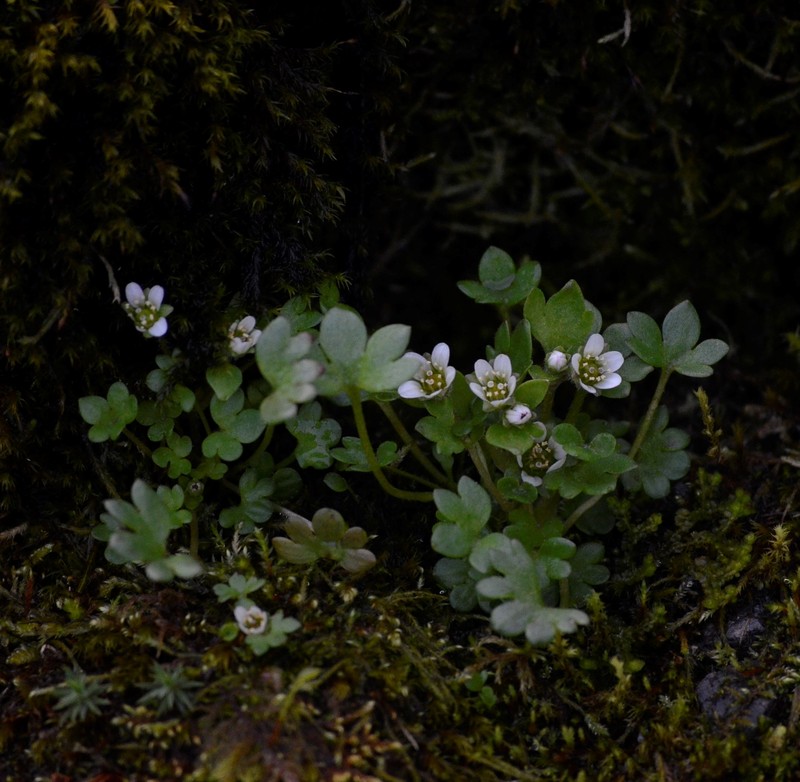 Weak Saxifrage