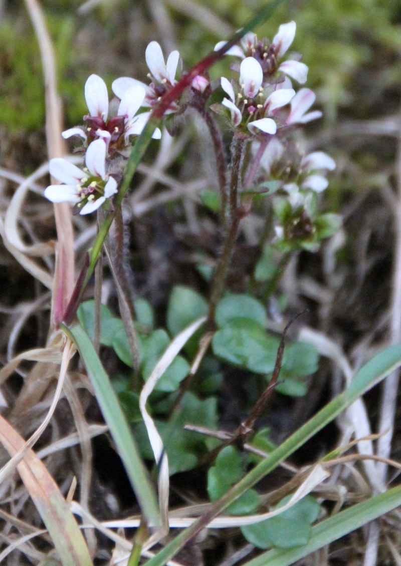 Weak Saxifrage photo 3