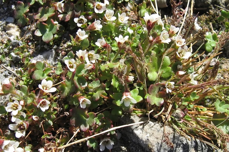 Weak Saxifrage photo 4