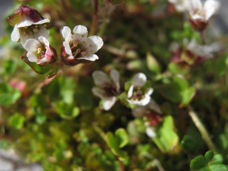 Weak Saxifrage photo 5