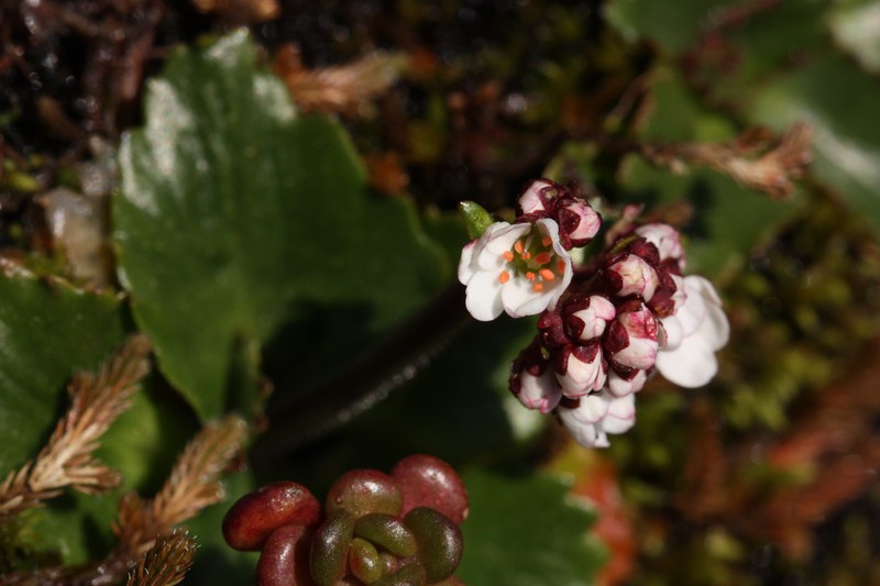 Rustyhair Saxifrage photo 2