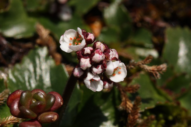 Rustyhair Saxifrage photo 3