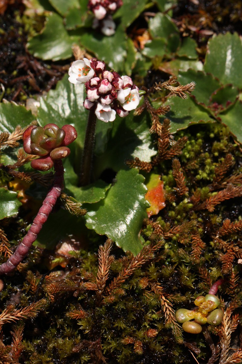 Rustyhair Saxifrage photo 4