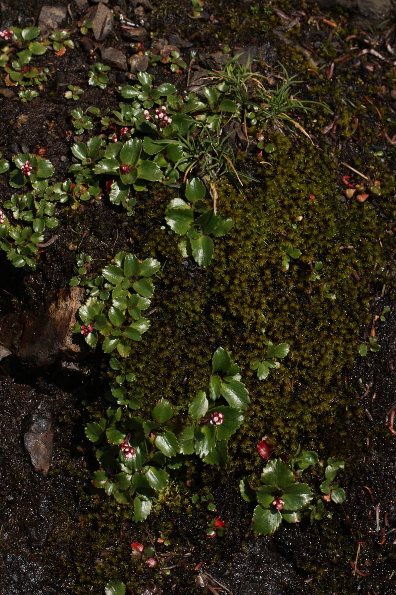 Rustyhair Saxifrage photo 5
