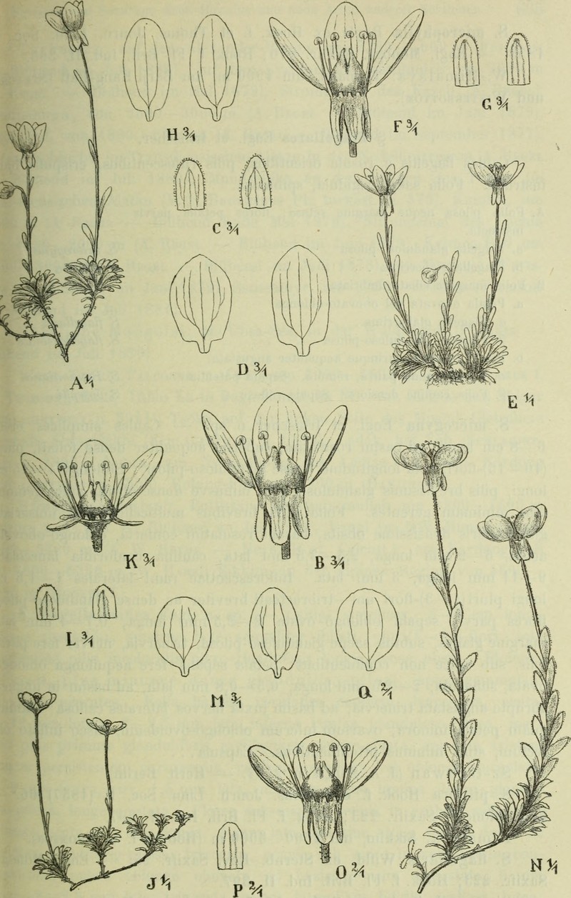 Thymeleaf Saxifrage photo 2