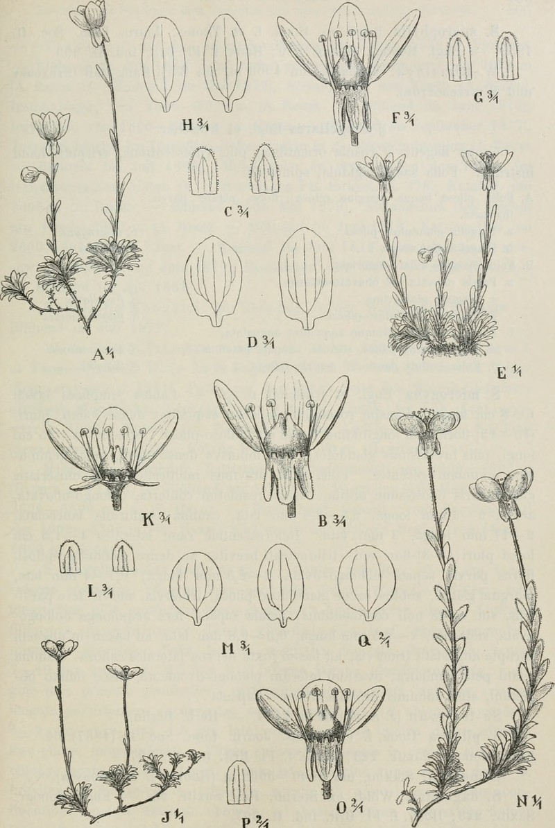 Thymeleaf Saxifrage photo 3