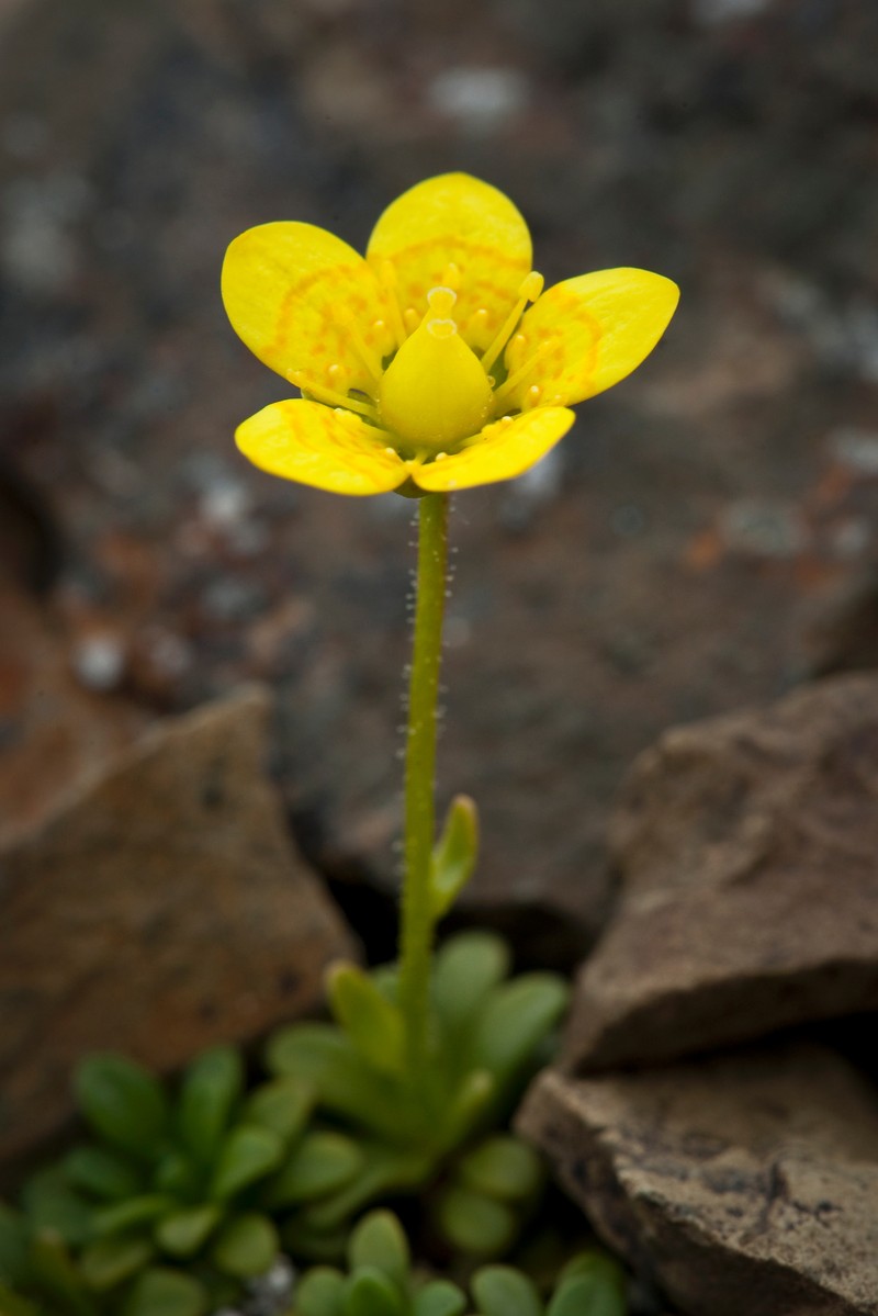 Thymeleaf Saxifrage photo 4