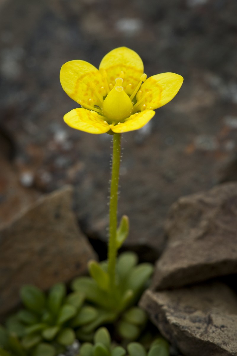 Thymeleaf Saxifrage