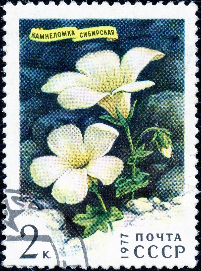 Bract Saxifrage photo 3
