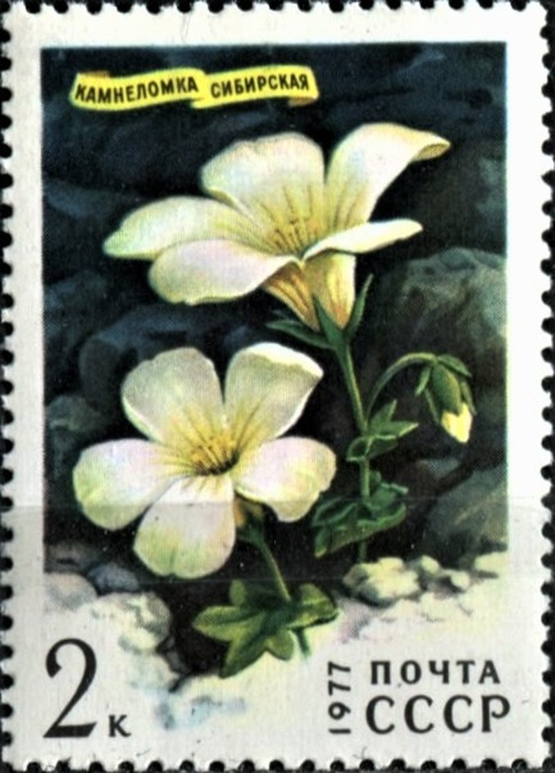 Bract Saxifrage photo 4